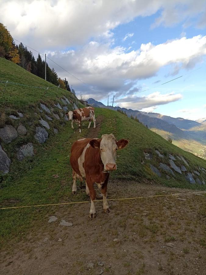 Ortnerhof Apartman Valle Aurina Kültér fotó